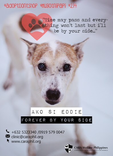 Hugot ni Eddie - CARA Welfate Philippines - how to adopt a pet in the Philippines