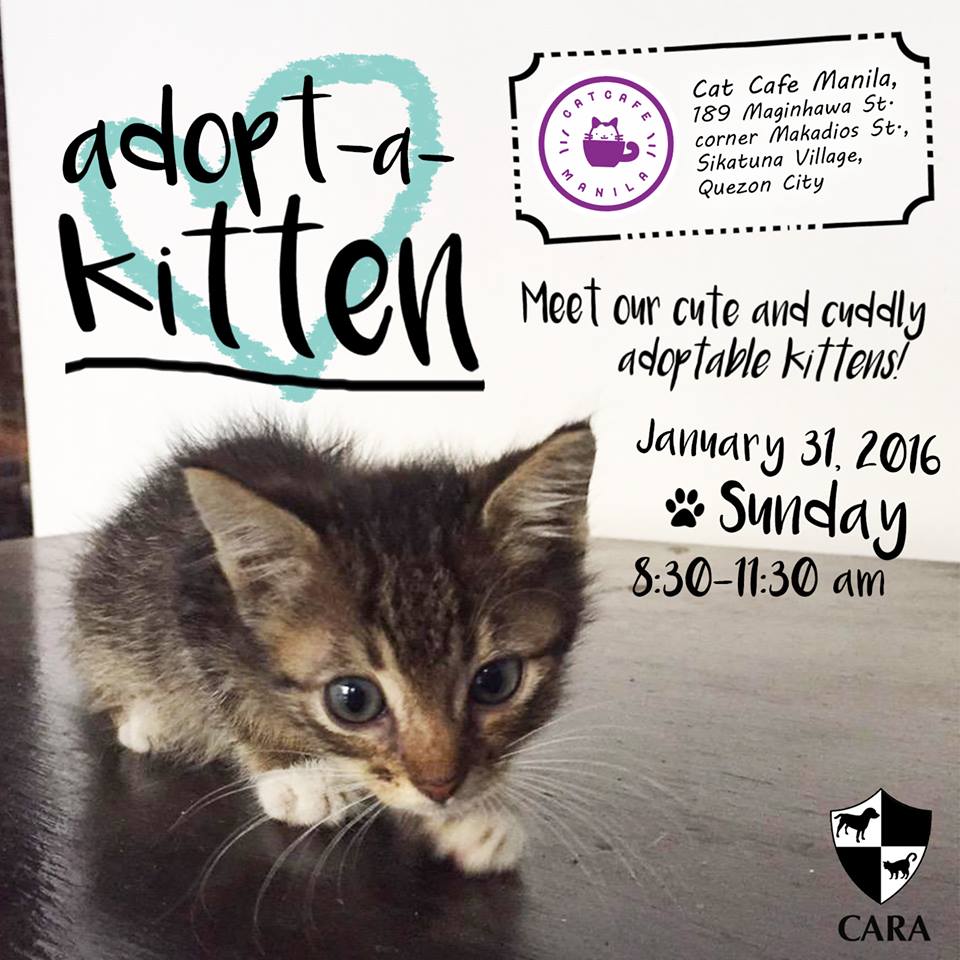 January-Adopt A Kitten-Animal Welfare in the Philippines-Chuck-Cat Adoption