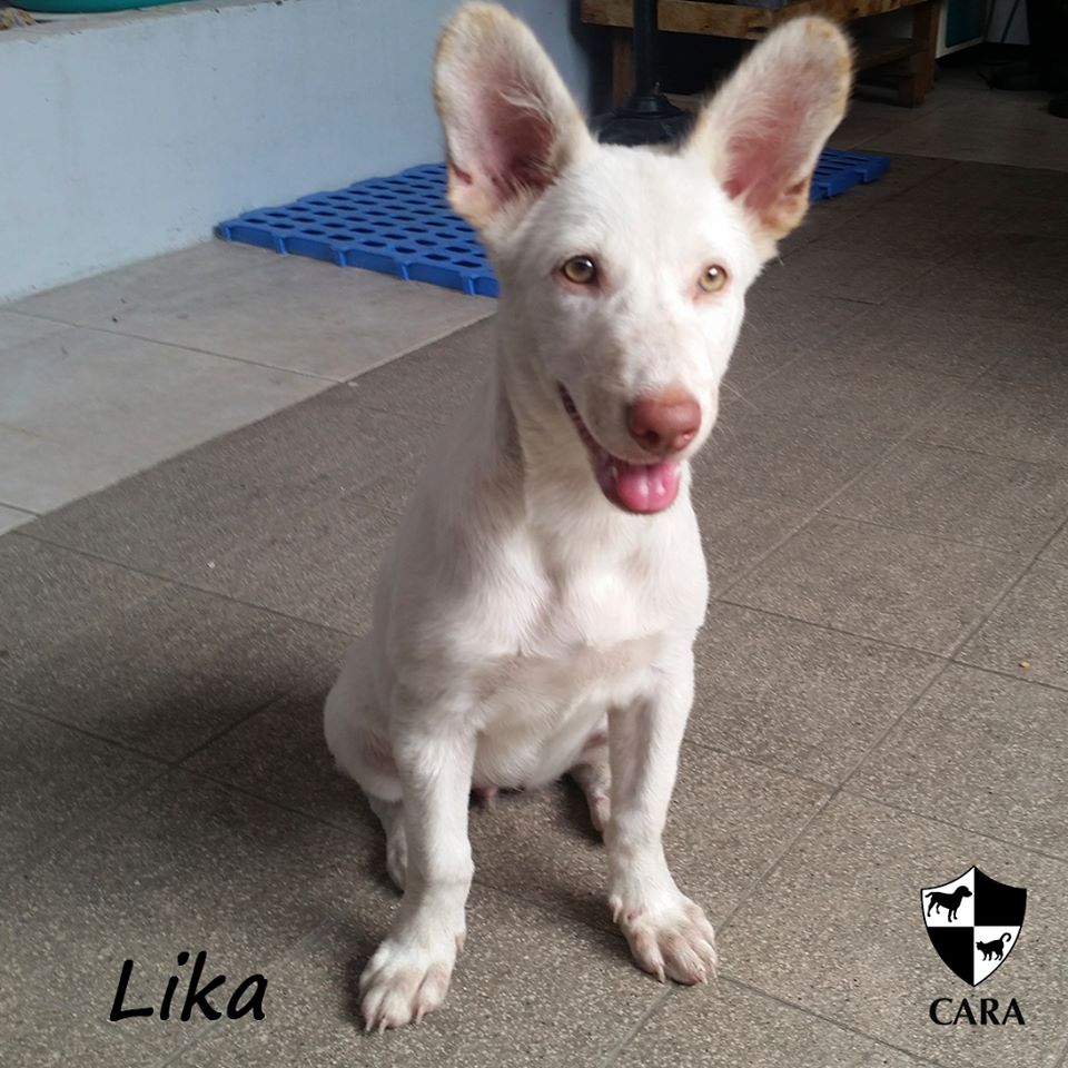 Lika - CARA rescued dog - pet for adoption - animal welfare in the Philippines