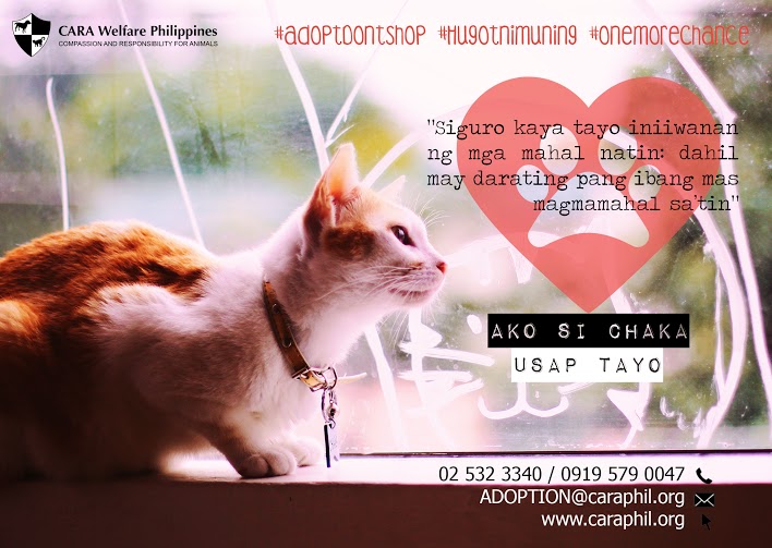 Hugot ni Chaka - CARA Welfare Philippines - animal welfare - how to a cat