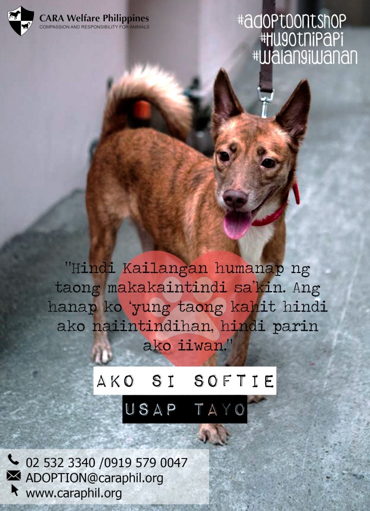 Hugot ni Sotie - CARA - Animal welfare in the Philippines - how to adopt pets