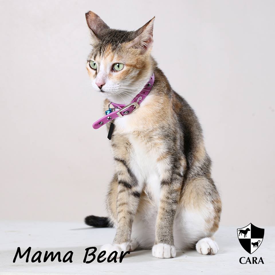 March-Adopt Dont Shop-CARA cat Mama Bear