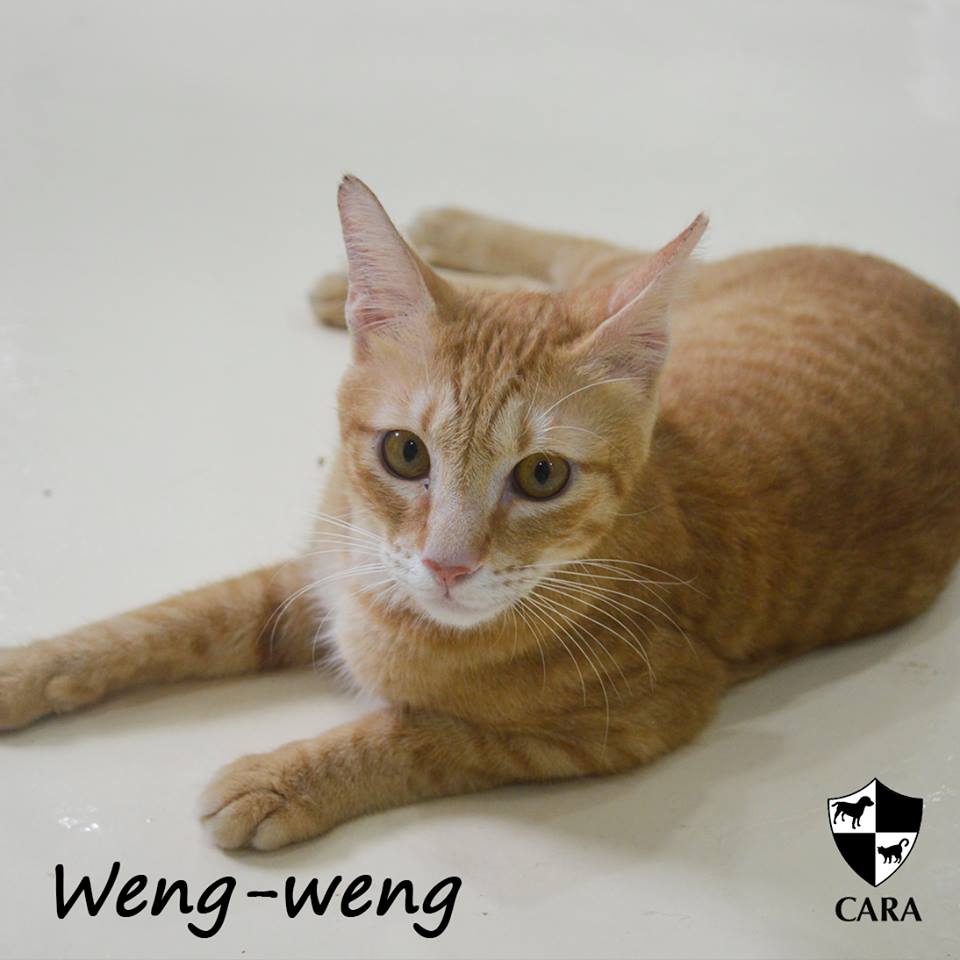 March-adopt dont shop-CARA cat Weng-Weng-featured CARA animal