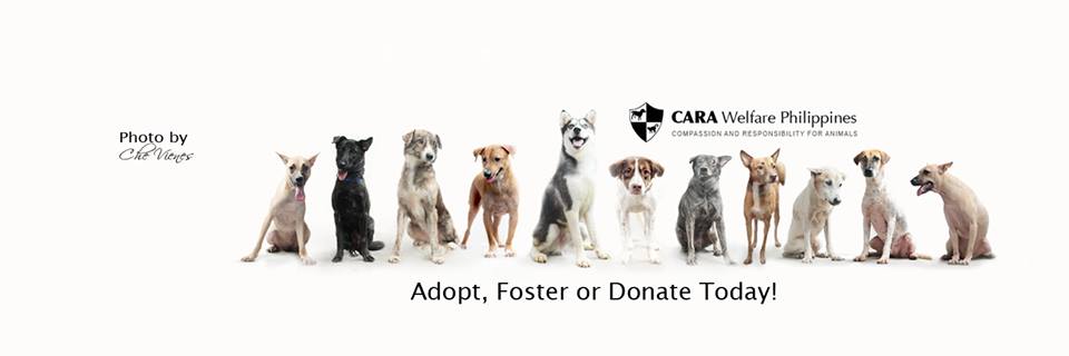 august-2016-featured-adoptables-caradogs-adoptdontshopt-carawelfarephilippines-adopt-foster-donate-today