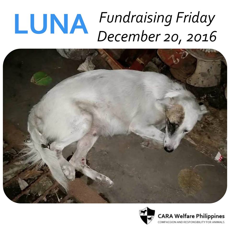 December-2016-CARA-Dog-Fundraising-Luna-adopt-dont-shop-Animal-Welfare-Philippines