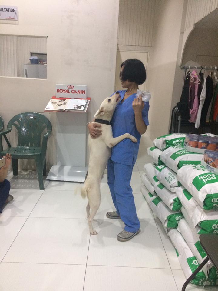 January-2017-CARA-Dog-Whitey-Adoptable-adopt-dont-shop-Philippines