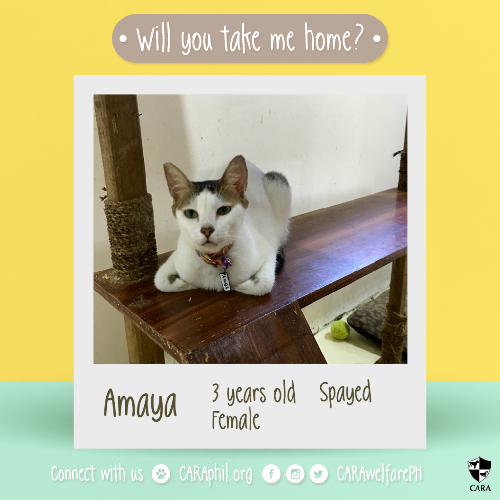 Oct 17 - CARA Cat Amaya-Featured Adoptable-CARA Welfare Philippines-AdoptDontShop