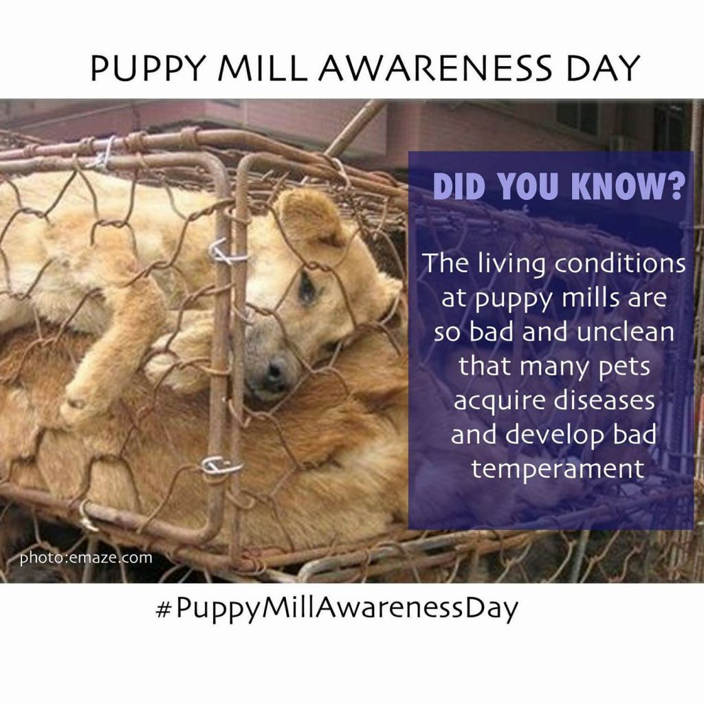 September 16 Puppy Mill Awareness Day! CARA Welfare Philippines