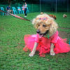 Oct 2017 Ayala Alabang Village Dog Park CARA Welfare Philippines Event doggie costume retro