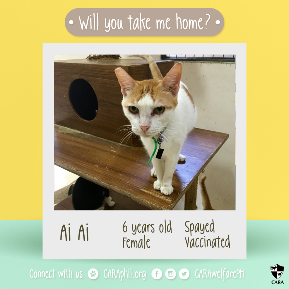 November 2017 - CARA Cat-Ai Ai- CARA Welfare Philippines - AdoptDontShop