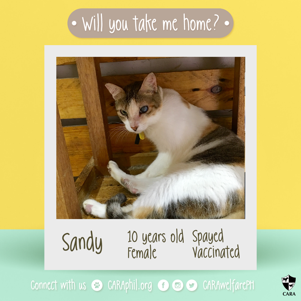 November 2017 - CARA Sandy- CARA Welfare Philippines - AdoptDontShop