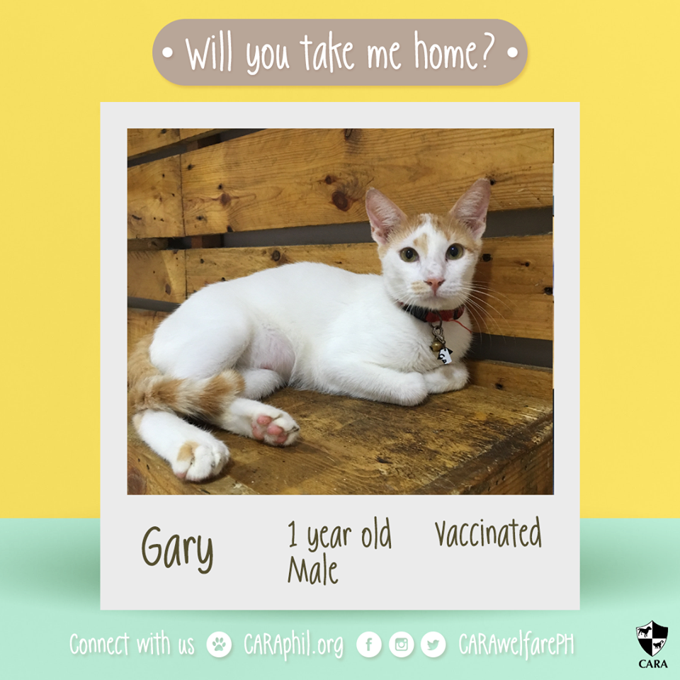 October 2017 - CARA Cat Gary-Featured Adoptable- CARA Welfare Philippines - AdoptDontShop