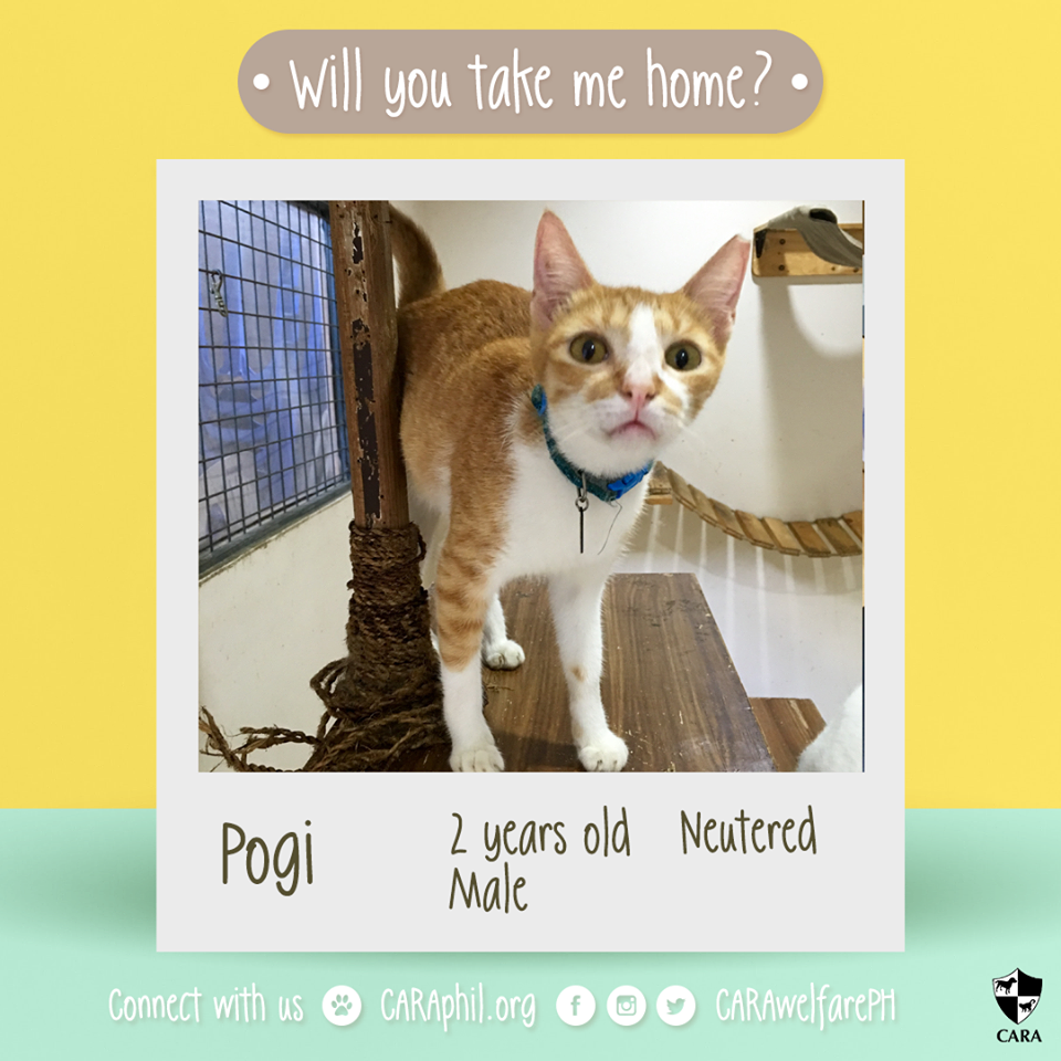 October 2017 - CARA Cat Pogi-Featured Adoptable- CARA Welfare Philippines - AdoptDontShop