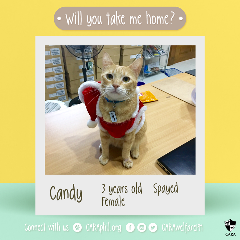 December 2017 - CARA Candy- CARA Welfare Philippines - AdoptDontShop