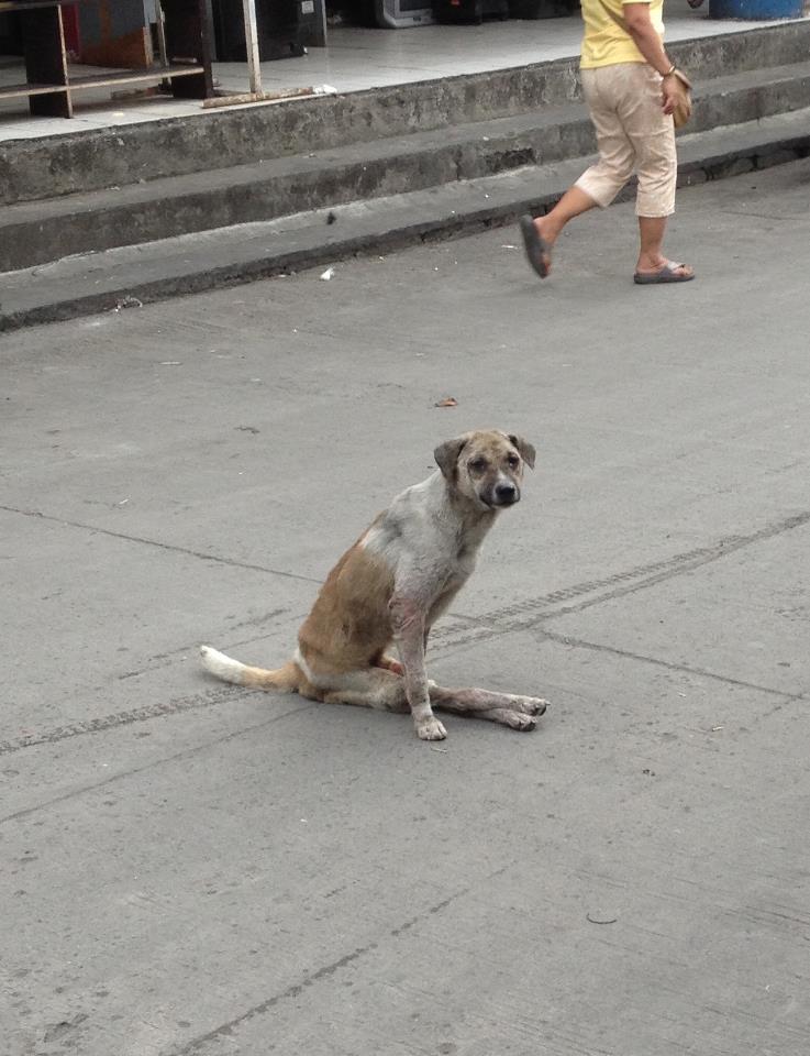 Jan 2018 - Throwback CARA dog Rizzo CARA Welfare Philippines - AdoptDont Shop