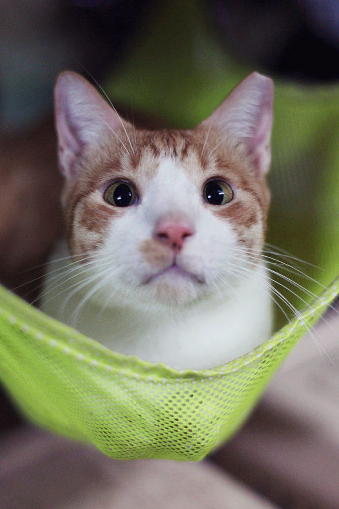 He is another CARA rescue that I just fell in love with working in Cat Cafe Manila. He used to have frequent respiratory infections before being adopted and just became healthy as soon as we went home.