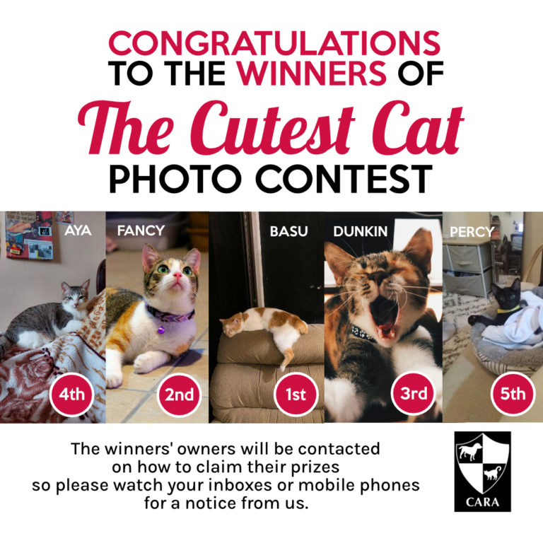 Congratulations to THE CUTEST CAT PHOTO CONTEST Winners! CARA Welfare