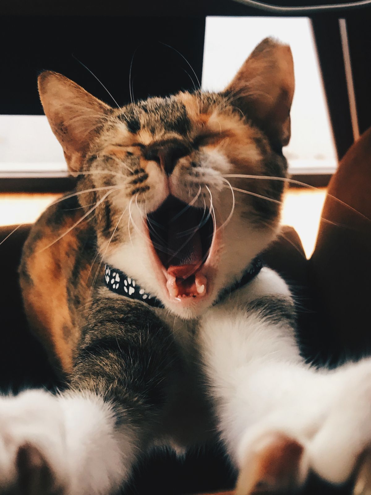 Congratulations to THE CUTEST CAT PHOTO CONTEST Winners! CARA Welfare